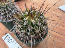 Acanthocalycium spiniflorum P120