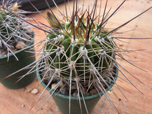Acanthocalycium spiniflorum P120