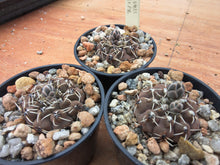 Gymnocalycium stellatum TOM 06-31/2