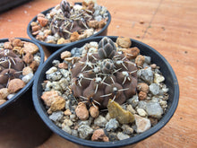 Gymnocalycium stellatum TOM 06-31/2
