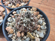 Gymnocalycium stellatum TOM 06-31/2