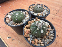 Astrophytum asterias cv. nudum