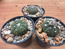 Astrophytum asterias cv. nudum