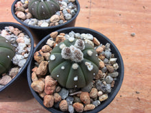 Astrophytum asterias cv. nudum