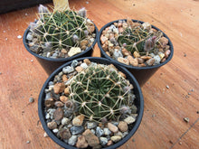Lobivia acanthoplegma v.patula R54