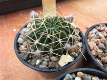 Lobivia acanthoplegma v.patula R54