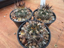 Acanthocalycium thionanthum v. copiapoides P54