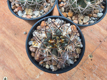Acanthocalycium thionanthum v. copiapoides P54