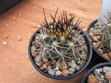 Acanthocalycium thionanthum v. copiapoides P54