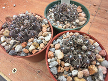 Gymnocalycium obductum RF348