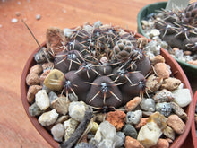 Gymnocalycium obductum RF348