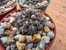 Gymnocalycium obductum RF348