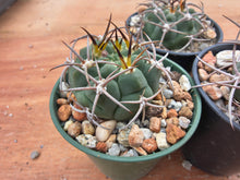 Gymnocalycium carminanthum LF74