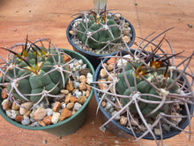 Gymnocalycium carminanthum LF74