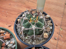 Gymnocalycium carminanthum LF74