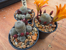 Aylostera heliosa RH1030