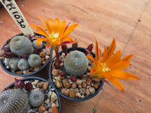 Aylostera heliosa RH1030