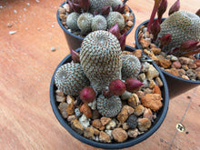 Aylostera heliosa RH1030