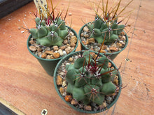 Thelocactus rinconensis LH77