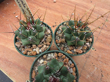 Thelocactus rinconensis LH77