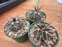 Gymnocalycium spegazzinii AVF