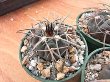 Gymnocalycium spegazzinii AVF