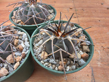 Gymnocalycium spegazzinii AVF