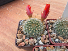 Aylostera pumila L351