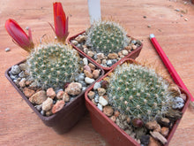 Aylostera pumila L351