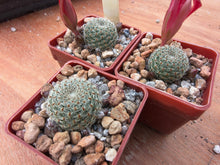 Aylostera heliosa ssp. theresae RH259