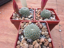 Aylostera heliosa ssp. theresae RH259