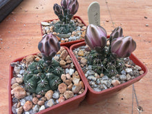 Gymnocalycium morroense TOM 07-211/1