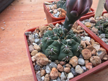 Gymnocalycium morroense TOM 07-211/1