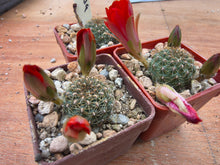 Aylostera tuberosa HJ158