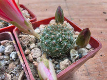 Aylostera tuberosa HJ158