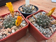 Sulcorebutia arenacea v. kamiensis VS624