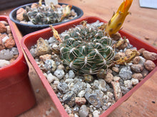 Sulcorebutia arenacea v. kamiensis VS624