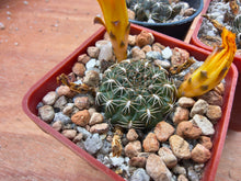 Sulcorebutia arenacea v. kamiensis VS624