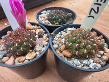 Sulcorebutia mentosa SE121