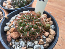 Sulcorebutia mentosa SE121