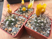 Weingartia platygona KK1202