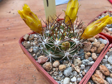 Weingartia platygona KK1202