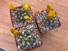 Weingartia platygona KK1202