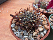 Sulcorebutia tiraquensis SE128a