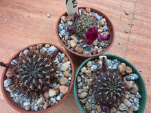Sulcorebutia tiraquensis SE128a
