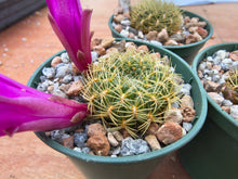 Sulcorebutia flavissima SE123