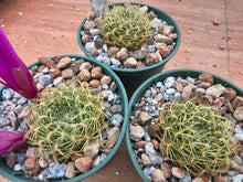 Sulcorebutia flavissima SE123