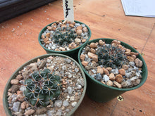 Mammillaria uncinata DC445