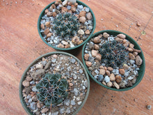 Mammillaria uncinata DC445