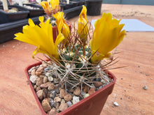Weingartia pilcomayensis L991